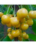 Prunus avium Dachnica